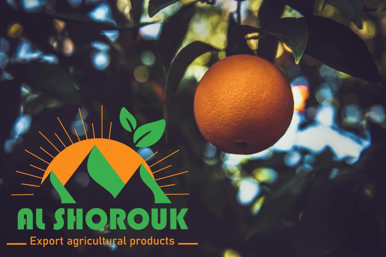 برتقال من مزارع الشروق
